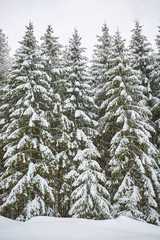 Winter landscape in the mountains
