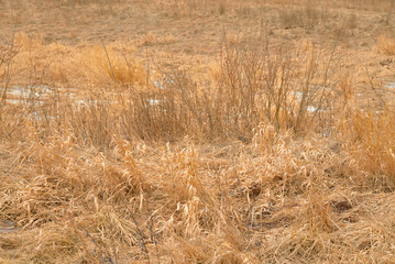 Fototapeta premium Close up dry grass.