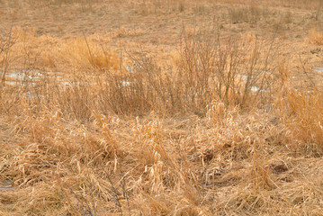 Close up dry grass.