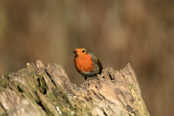 Auf einem Baumstumpf hockendes Rotkehlchen