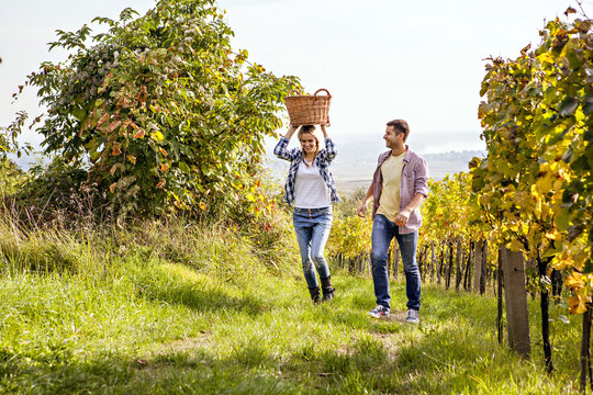Grape harvest, Young couple having fun, Slavonia, Croatia