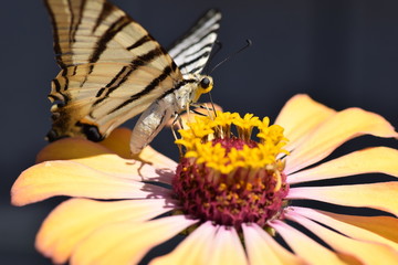 Butterfly at lunch time collecting pollen