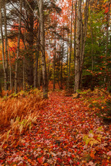 Naklejka premium Trail through autumn forest with fallen leaves