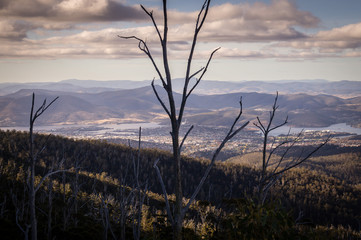 View from Mount Wellington with dead trees overlooking the city of Hobart, Tasmania, Australia