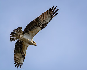 Osprey in Flight