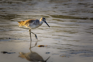 Sandpiper