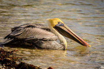 Pelican Portrait