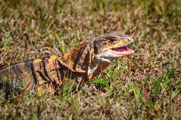 Fototapeta premium Iguana