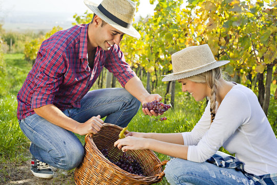 Grape harvest, young couple checking grapes, Slavonia, Croatia