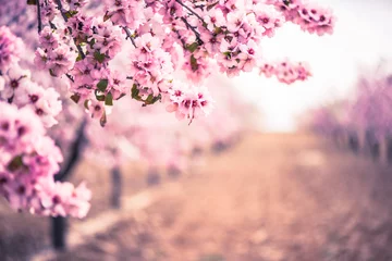 Zelfklevend Fotobehang Spring blossom orchard. Abstract blurred background. © marcin jucha