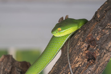 Green snake.