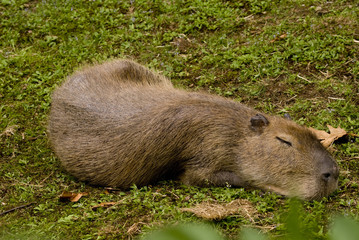 Capibara