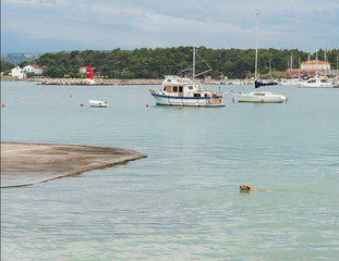 Obraz premium swimming to the shore Dog