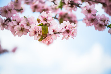 Fototapeta premium Spring blossom orchard. Abstract blurred background.