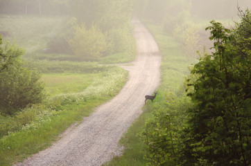 Fototapeta premium Roe deer in the fog