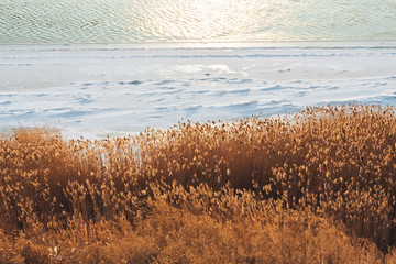 Камыш © yavlonin