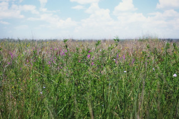 Fototapeta na wymiar Wild meadow grass on sky background