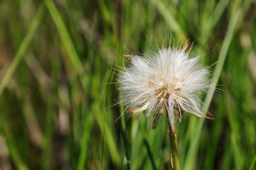 Fototapeta na wymiar White dandelion on blurred grass background