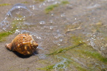 Beautiful seashell on wet sand shore