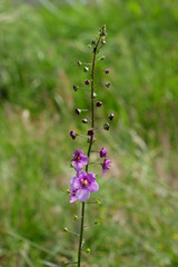 Beautiful meadow pink flower on blurred grass background