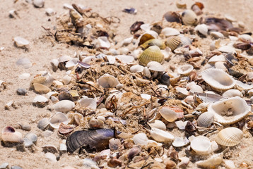 Pile of seashells on sand shore