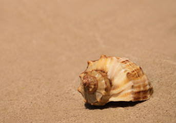 Fototapeta na wymiar Beautiful seashell on sand shore