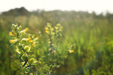 Obraz premium Beautiful yellow wildflowers on blurred nature background