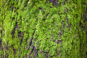 Close up of the tree bark overgrown with moss