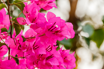 bougainvillea bloom (bougainvillea, flower, pink).