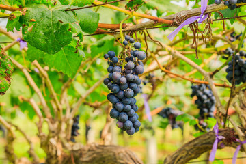  large bunches of red wine grapes hang from a vine, warm background color.