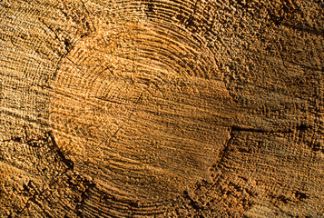 Naklejka premium Cross section of the tree trunk