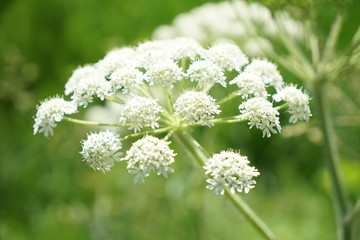 sequia white flowers