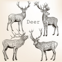 Set of vector vintage styled engraved hand drawn deer animal hunting season