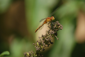 Dragonfly Head and Thorax