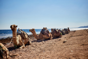 recreation and tourism concept. Camel rides along the coast. Resting camels.