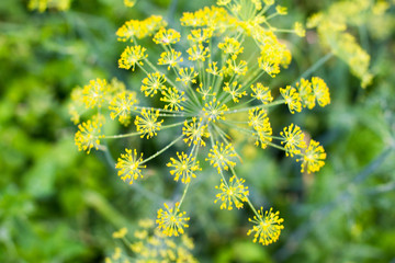 Yellow dill flowers