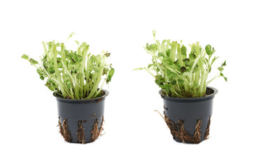 Basil plant in a pot isolated