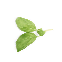 Fresh basil leaf isolated