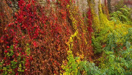 Stone wall with autumn plants