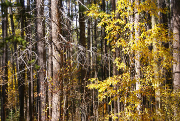 Autumn, Lodgepole pines, and aspens