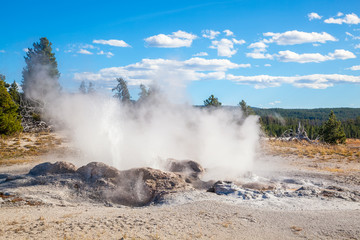 Erupting Geyser at Norris Geyser Basin, Yellowstone National Park, Jackson Hole, Wyoming USA