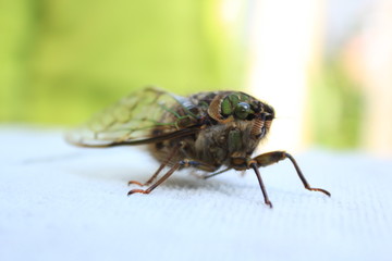 Cicada