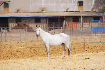 Mula blanca en finca rural