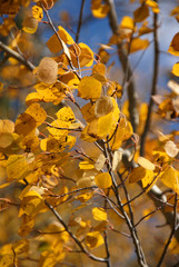 Autumn, golden aspens