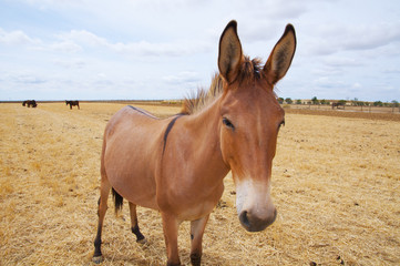 Obraz premium Burro en finca rural