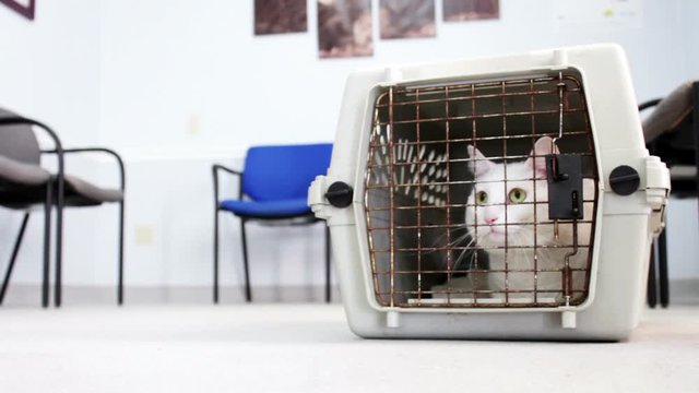 Sad Cat in cage at Vet Clinic waiting room V1