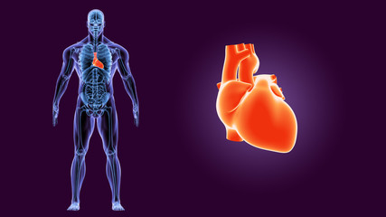 3d illustration human body heart