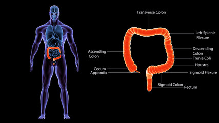 3d illustration human body learg intance