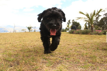 Black dog
