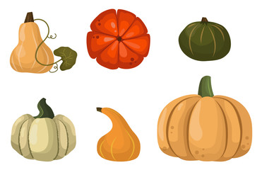 Fresh orange pumpkin vegetable isolated vector illustration.